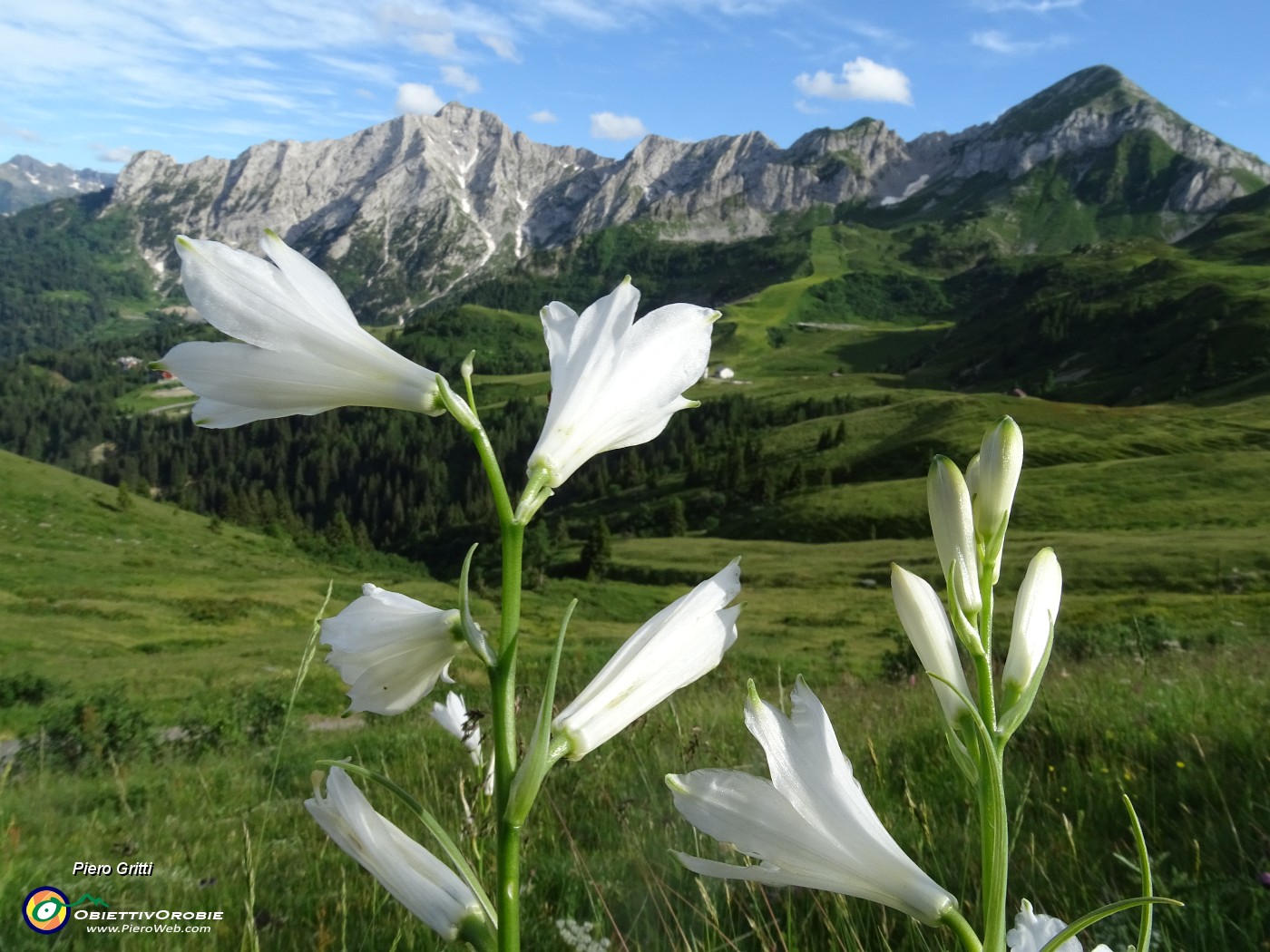 84  Gigli di  monte (Paradisea liliastrum) per Cavallo-Pegherolo-Secco .JPG